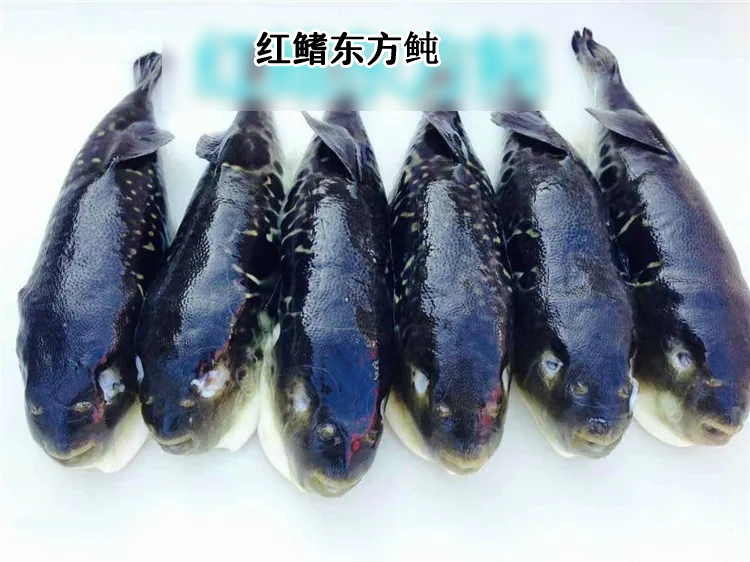 有剧毒！严重可致命！广东多人中招，无特效药