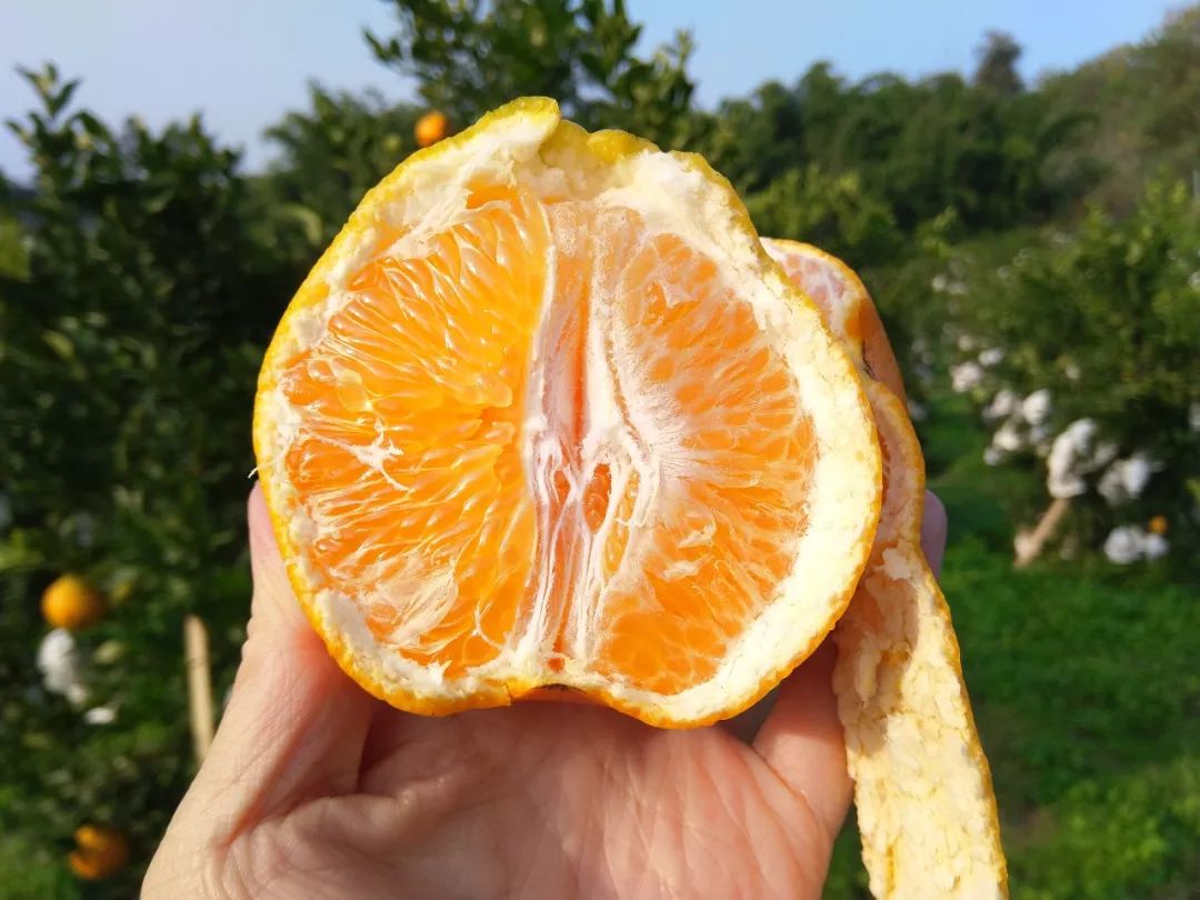 开春第一口甜！四川蒲江现摘「春见粑粑柑」31.9元/箱包邮到家！期待爱心支持，守护果农心血！