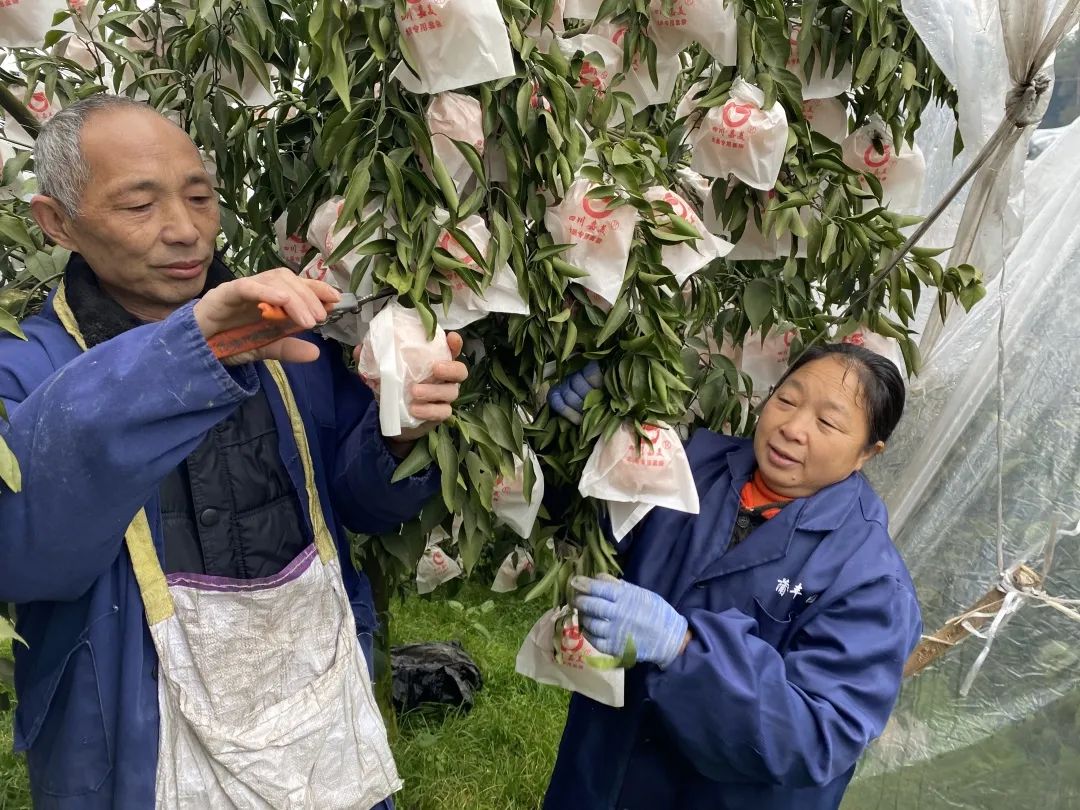 开春第一口甜！四川蒲江现摘「春见粑粑柑」31.9元/箱包邮到家！期待爱心支持，守护果农心血！
