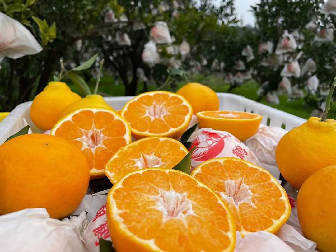 开春第一口甜！四川蒲江现摘「春见粑粑柑」31.9元/箱包邮到家！期待爱心支持，守护果农心血！