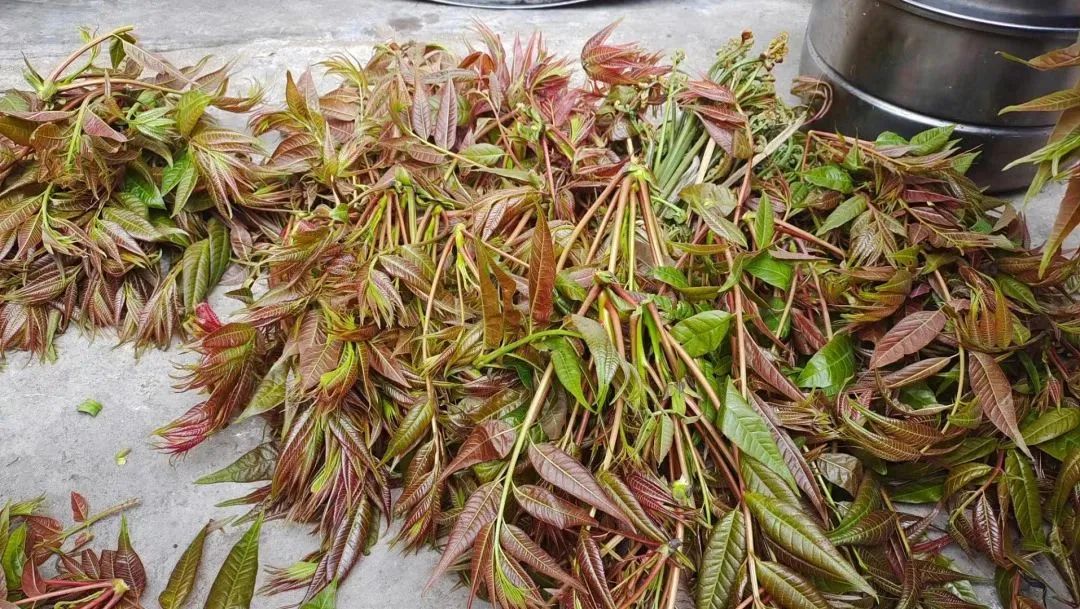 贵到飞起！这个菜卖到188元/斤！东莞人你吃过吗？