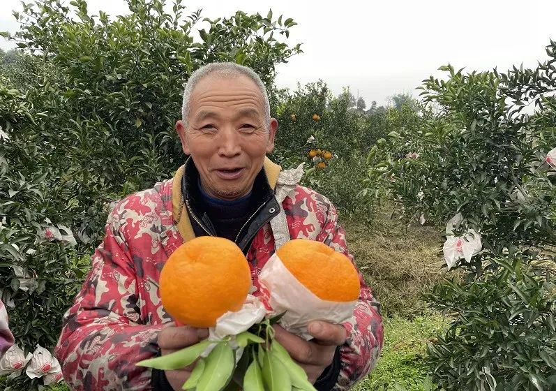 开春第一口甜!四川蒲江现摘「春见粑粑柑」31.9元/箱包邮到家!期待爱心支持,守护果农心血!