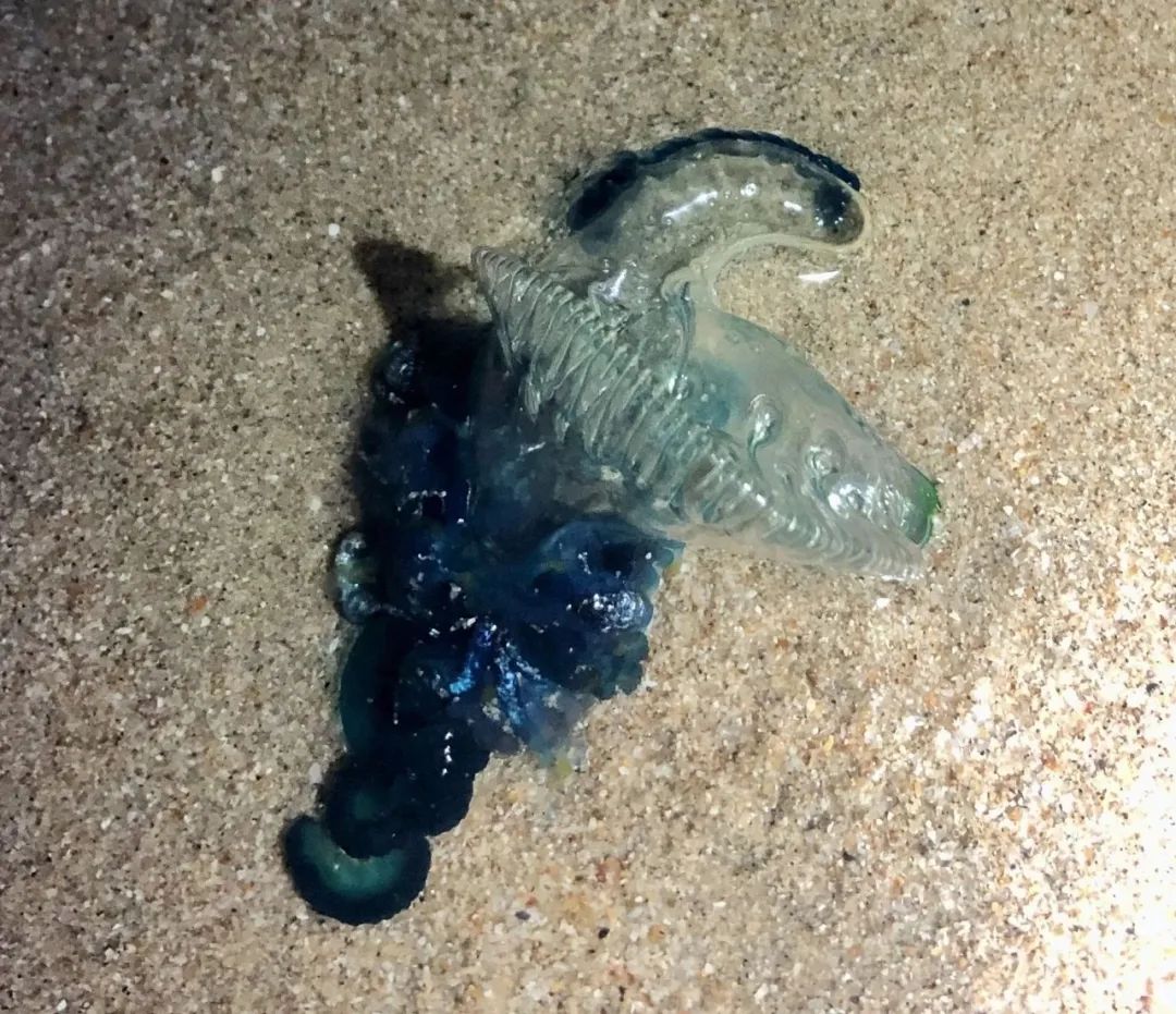 有剧毒！东莞人看到千万别碰！广东一地已出现！