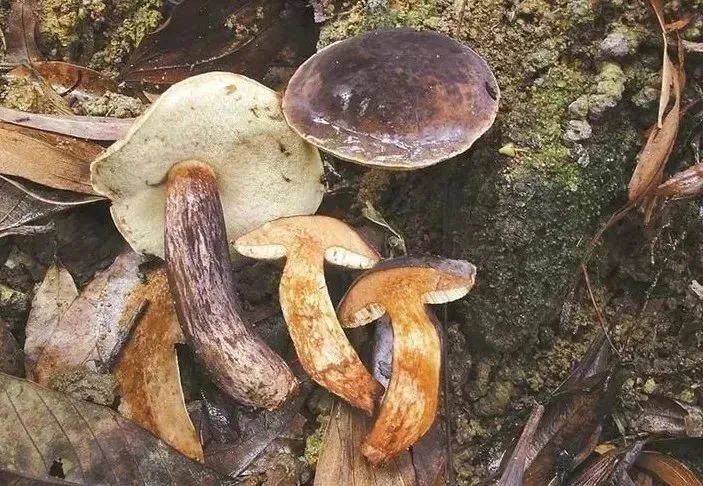 重要提醒！“毒王”即将上线，东莞很常见！