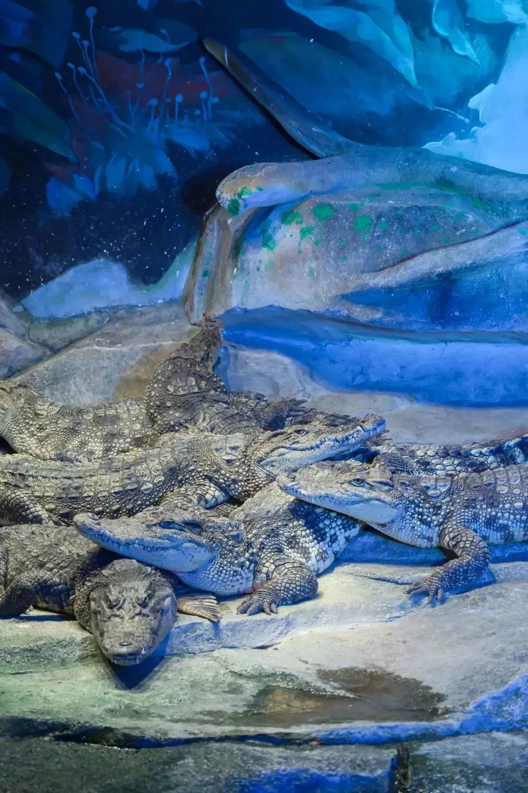 终于等到「东莞海立方」79双人票！10000+㎡上万种海底生物汇聚于此！
