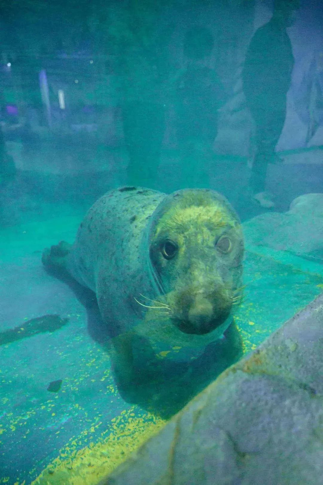 终于等到「东莞海立方」79双人票！10000+㎡上万种海底生物汇聚于此！