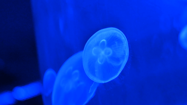 终于等到「东莞海立方」79双人票！10000+㎡上万种海底生物汇聚于此！