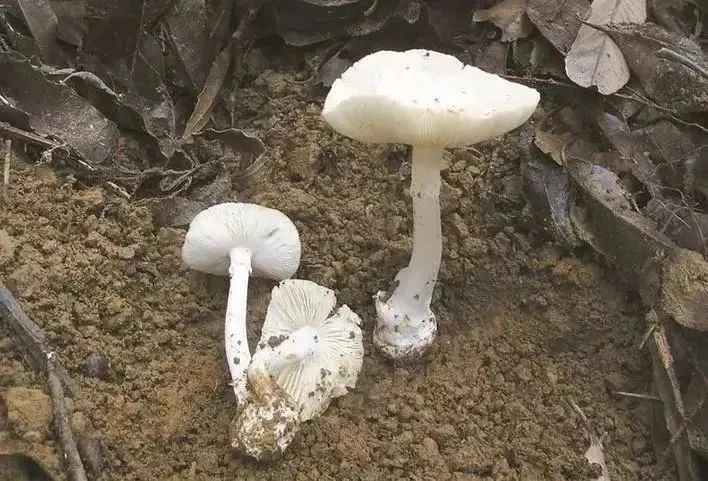 重要提醒！“毒王”即将上线，东莞很常见！