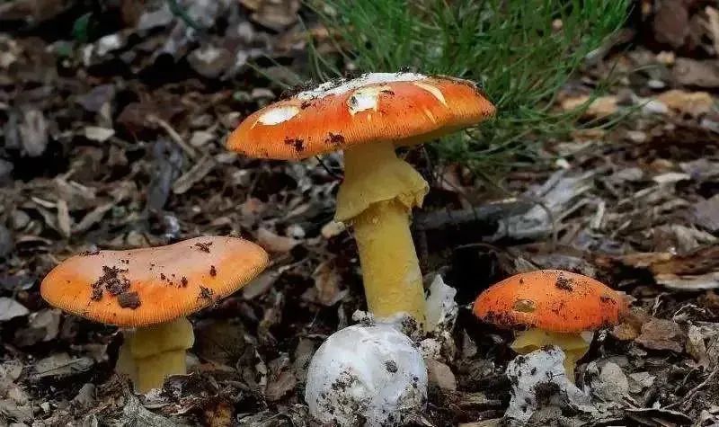 重要提醒！“毒王”即将上线，东莞很常见！