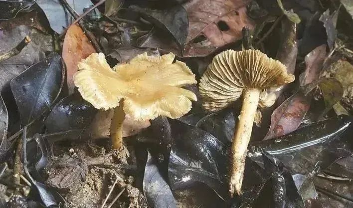 重要提醒！“毒王”即将上线，东莞很常见！