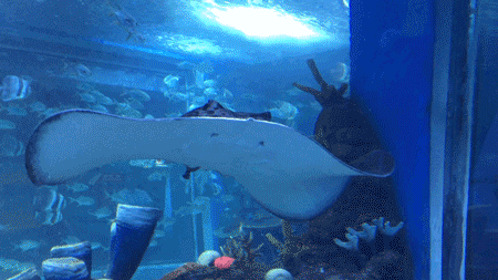 终于等到「东莞海立方」79双人票！10000+㎡上万种海底生物汇聚于此！