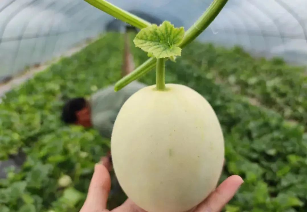 秒杀13.9/箱包邮！陕西阎良甜瓜甜蜜上市，18°蜜甜的阎良甜瓜，绵柔爽脆！甜爆了！