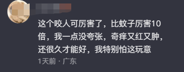 紧急提醒！东莞这种虫子比蚊子还毒，咬个包要痒几天几夜！