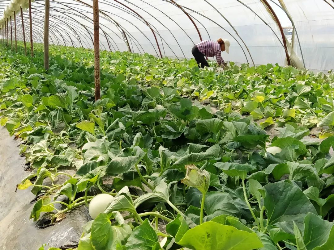 秒杀13.9/箱包邮！陕西阎良甜瓜甜蜜上市，18°蜜甜的阎良甜瓜，绵柔爽脆！甜爆了！