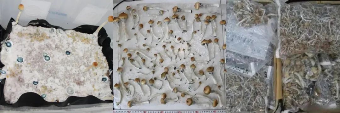 有毒！近日东莞已出现！看到它们千万别碰