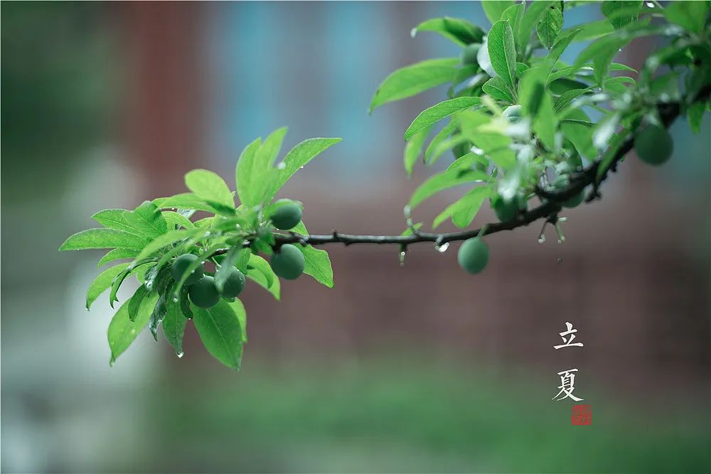 郭大师酒 | 迎夏送春归，把酒言清欢 !
