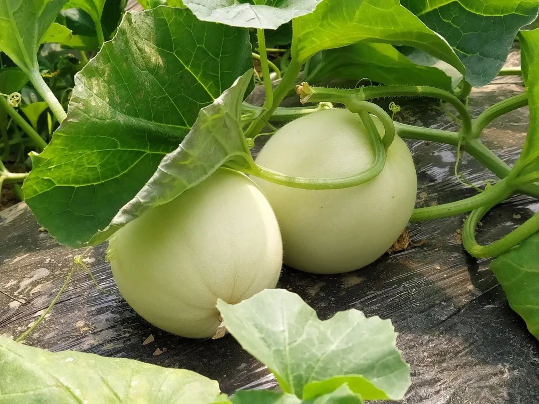 秒杀13.9/箱包邮！陕西阎良甜瓜甜蜜上市，18°蜜甜的阎良甜瓜，绵柔爽脆！甜爆了！