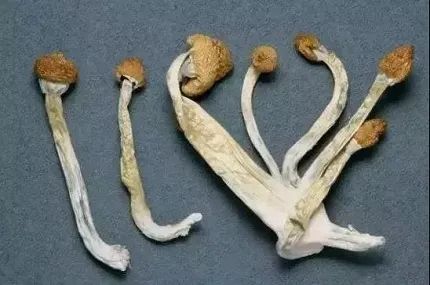 有毒！近日东莞已出现！看到它们千万别碰
