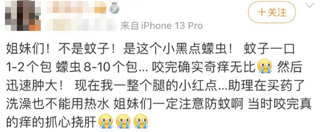 紧急提醒！东莞这种虫子比蚊子还毒，咬个包要痒几天几夜！
