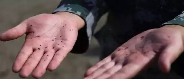 紧急提醒！东莞这种虫子比蚊子还毒，咬个包要痒几天几夜！