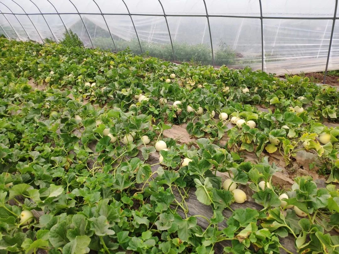 秒杀13.9/箱包邮！陕西阎良甜瓜甜蜜上市，18°蜜甜的阎良甜瓜，绵柔爽脆！甜爆了！