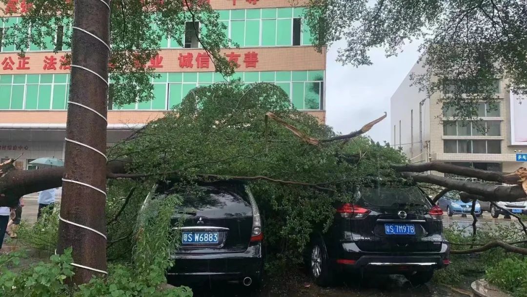 可怕! 树木倒塌、车辆被砸...！东莞突发10级狂风+暴雨+雷暴！