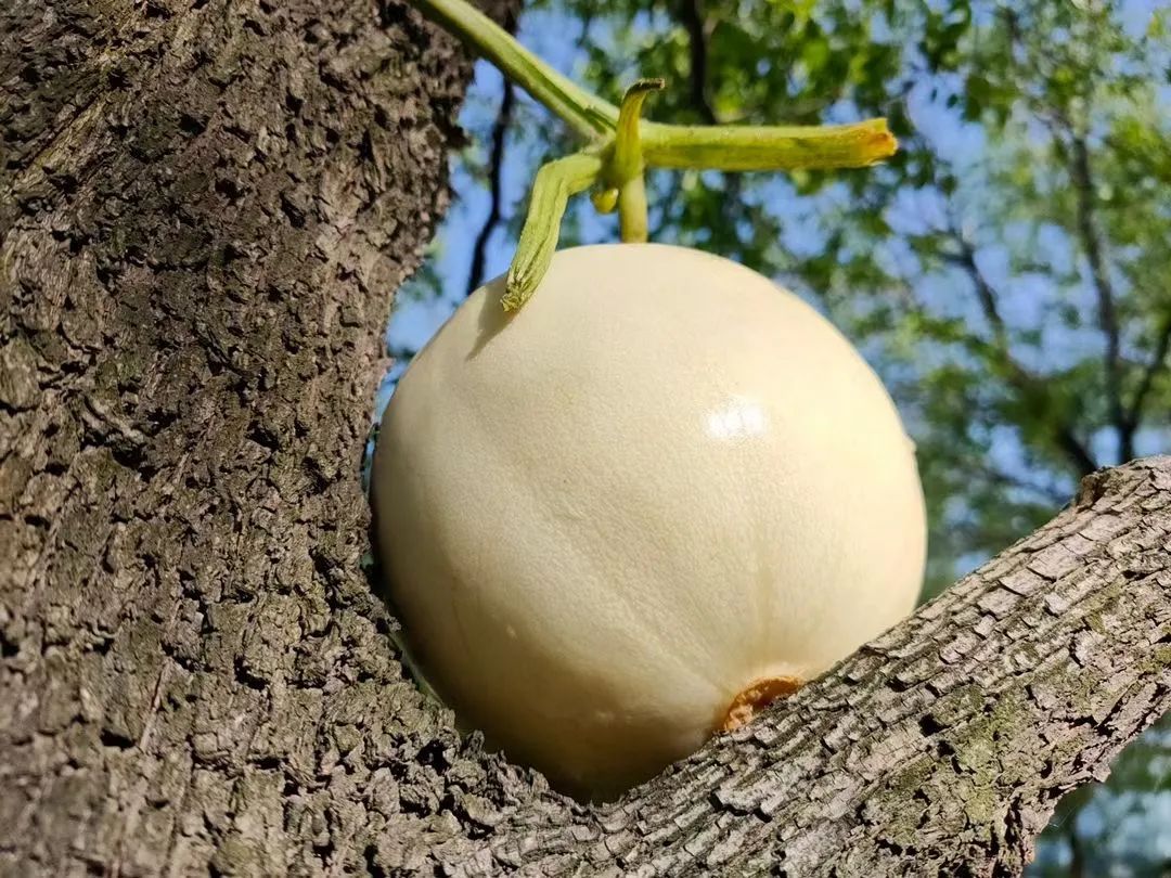 秒杀13.9/箱包邮！陕西阎良甜瓜甜蜜上市，18°蜜甜的阎良甜瓜，绵柔爽脆！甜爆了！