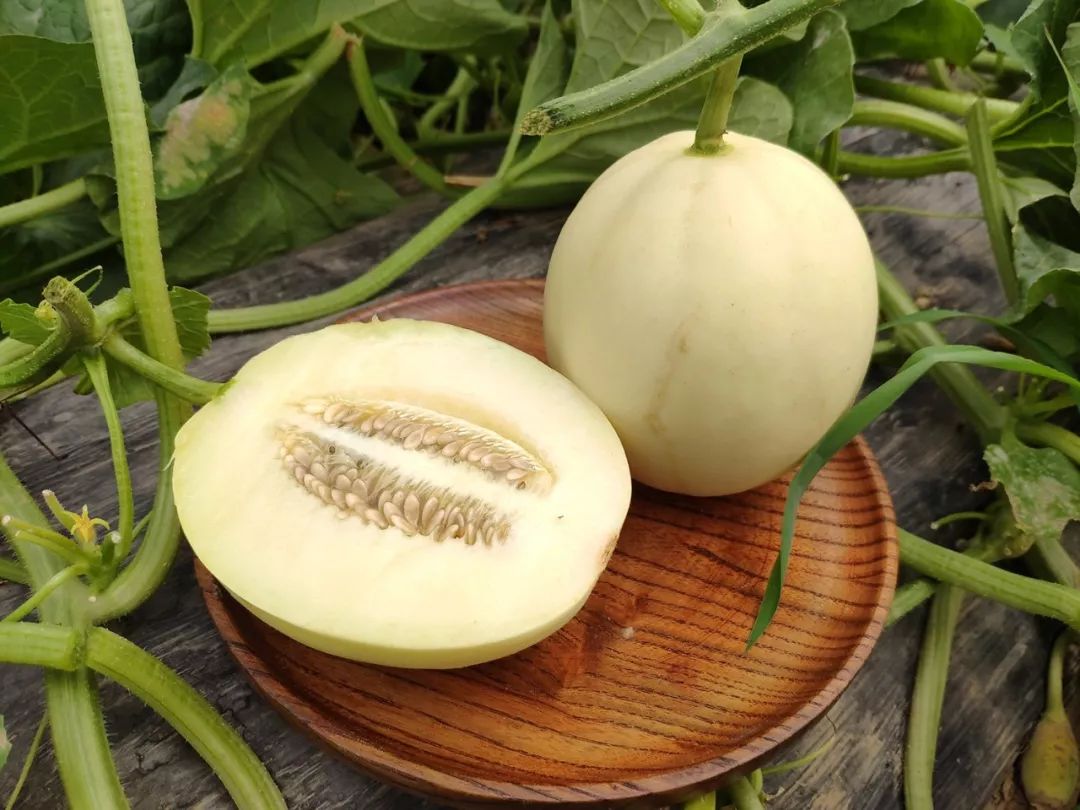 秒杀13.9/箱包邮！陕西阎良甜瓜甜蜜上市，18°蜜甜的阎良甜瓜，绵柔爽脆！甜爆了！