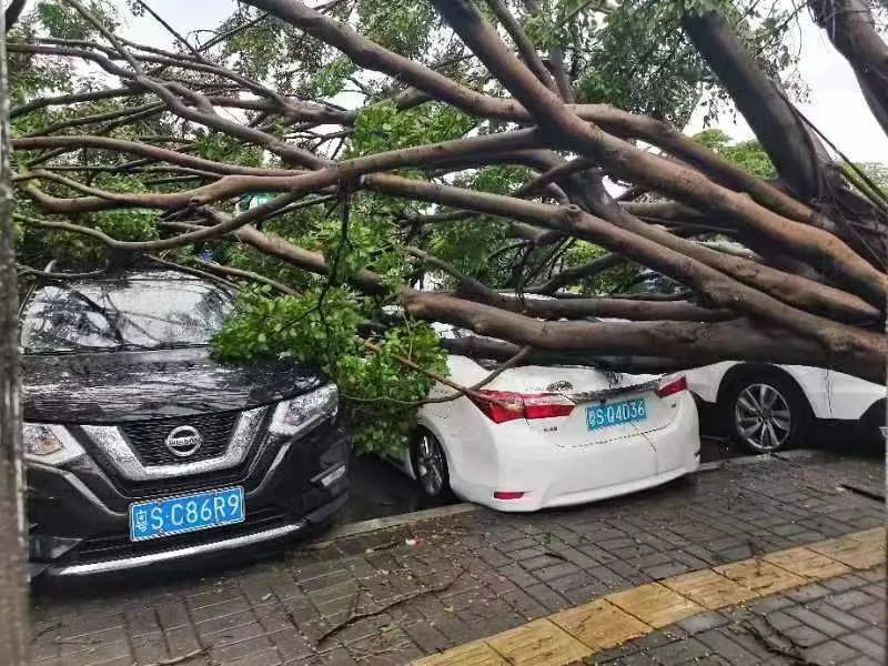 可怕! 树木倒塌、车辆被砸...！东莞突发10级狂风+暴雨+雷暴！