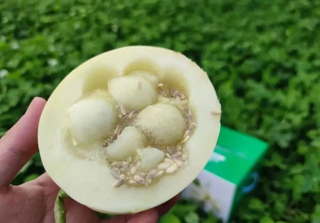 秒杀13.9/箱包邮！陕西阎良甜瓜甜蜜上市，18°蜜甜的阎良甜瓜，绵柔爽脆！甜爆了！