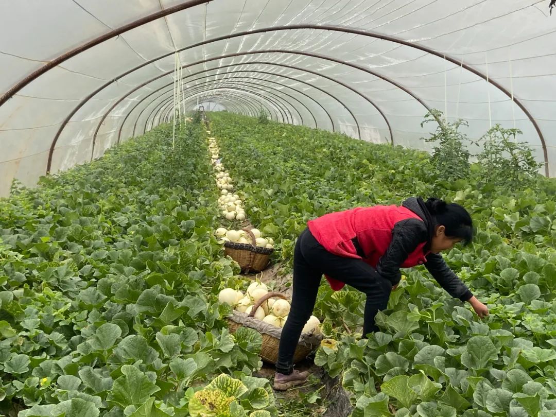 秒杀13.9/箱包邮！陕西阎良甜瓜甜蜜上市，18°蜜甜的阎良甜瓜，绵柔爽脆！甜爆了！