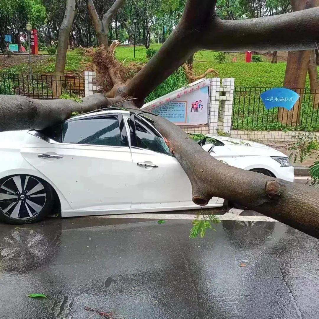 可怕! 树木倒塌、车辆被砸...！东莞突发10级狂风+暴雨+雷暴！
