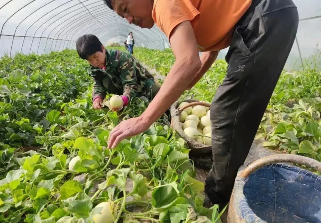 秒杀13.9/箱包邮！陕西阎良甜瓜甜蜜上市，18°蜜甜的阎良甜瓜，绵柔爽脆！甜爆了！