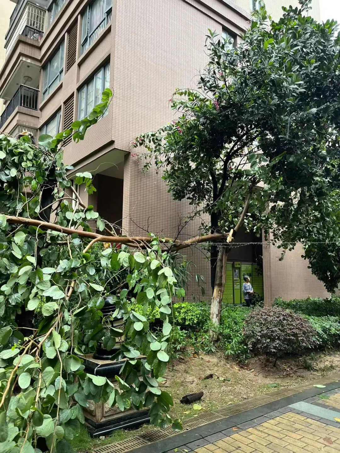 强对流杀到！暴雨+大风极端天气回归！东莞气温将跌到.....