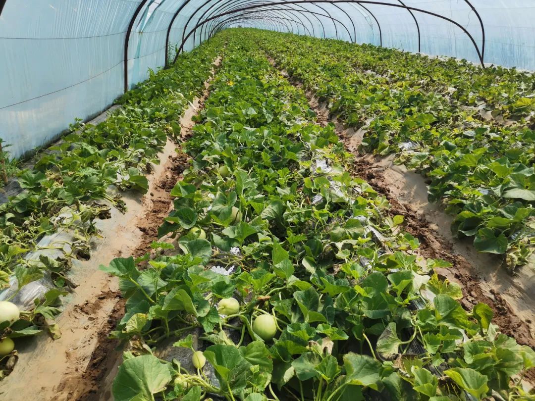 秒杀13.9/箱包邮！陕西阎良甜瓜甜蜜上市，18°蜜甜的阎良甜瓜，绵柔爽脆！甜爆了！