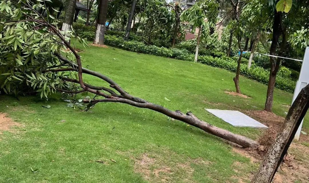 强对流杀到！暴雨+大风极端天气回归！东莞气温将跌到.....