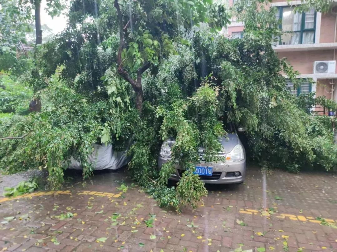可怕! 树木倒塌、车辆被砸...！东莞突发10级狂风+暴雨+雷暴！