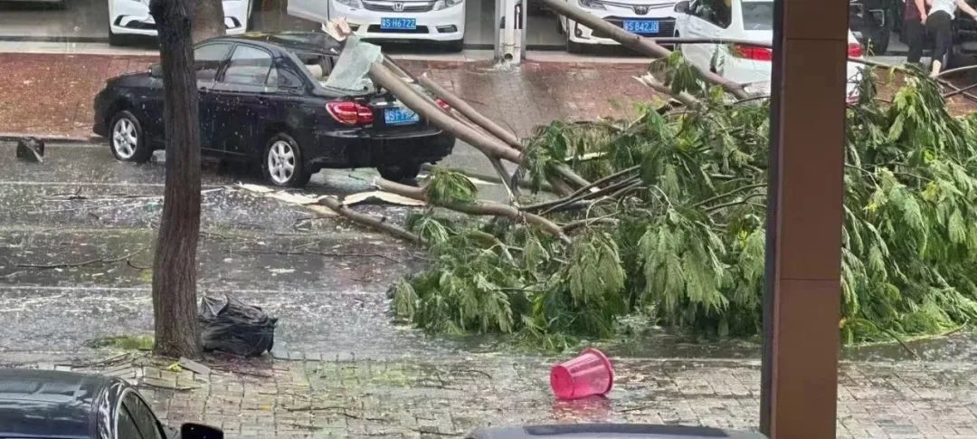 可怕! 树木倒塌、车辆被砸...！东莞突发10级狂风+暴雨+雷暴！