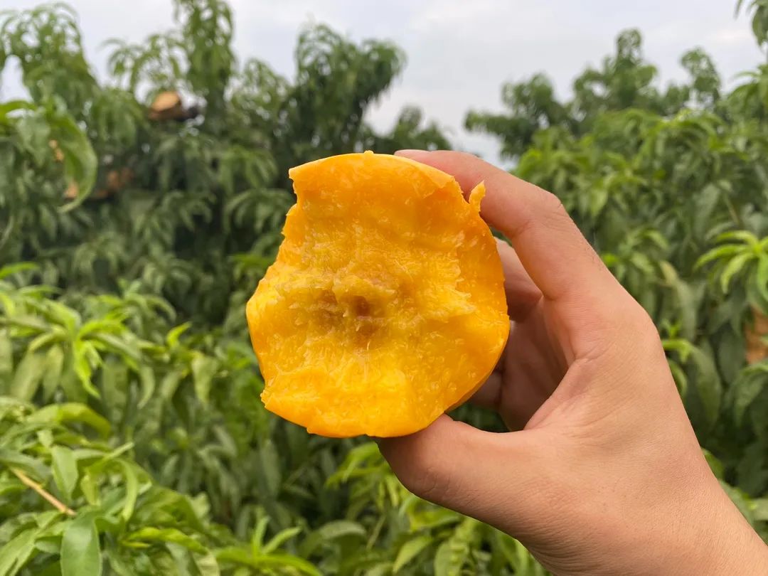 太香了！！山东满级大黄桃，夏天不可错过的“汁水炸弹”！比超市还便宜一半~