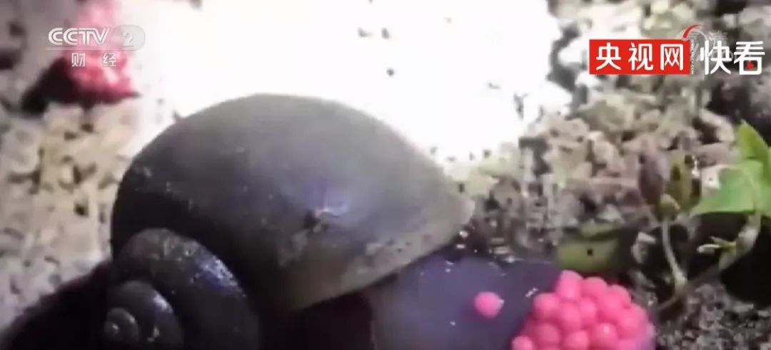 东莞大量爆发！千万别碰！严重可致死