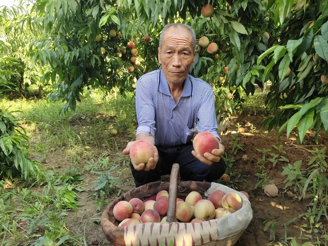 月份当季！东莞这种应季水果上市！街坊：真的好吃……"