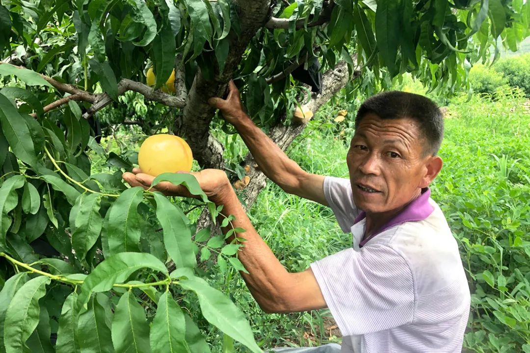 太香了！！山东满级大黄桃，夏天不可错过的“汁水炸弹”！比超市还便宜一半~