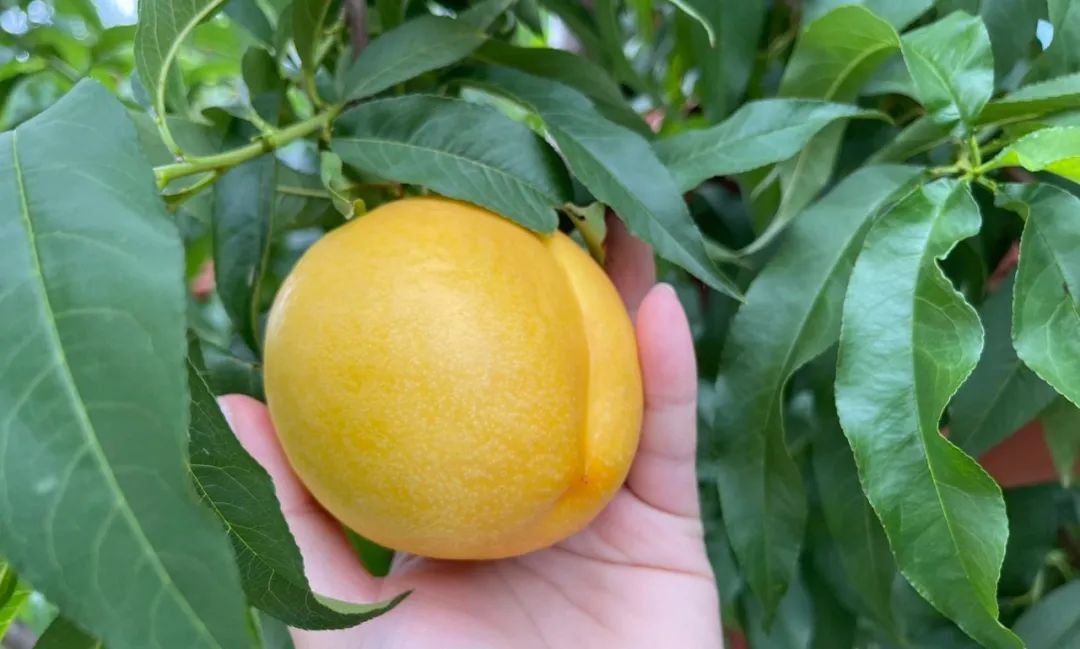 太香了！！山东满级大黄桃，夏天不可错过的“汁水炸弹”！比超市还便宜一半~