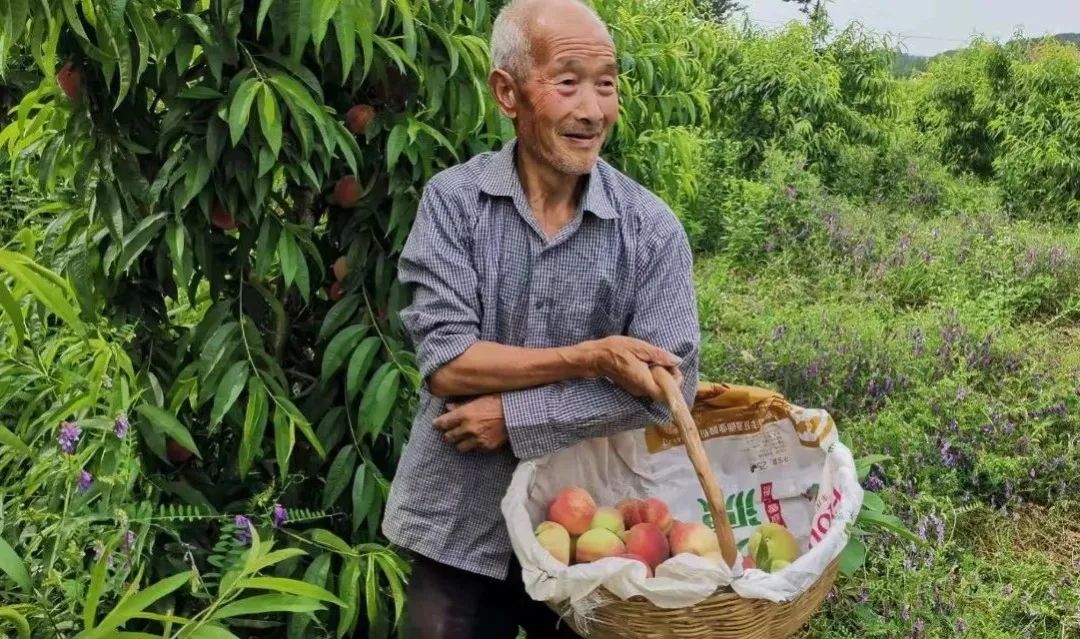 月份当季!东莞这种应季水果上市!街坊:真的好吃……"
