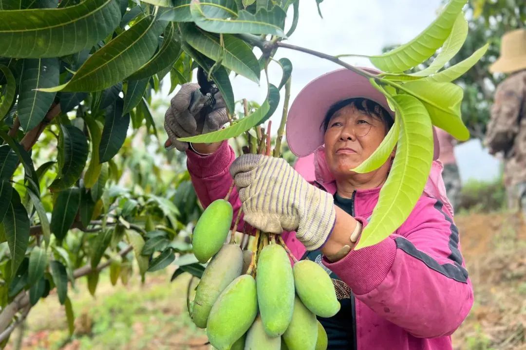 这种水果价格暴跌！却是东莞人最爱的！