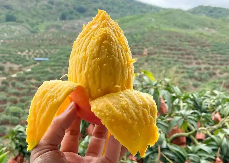 这种水果价格暴跌！却是东莞人最爱的！