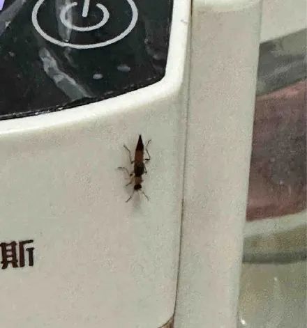 东莞随处可见！“我的脸被它毁容了！”千万不要打！