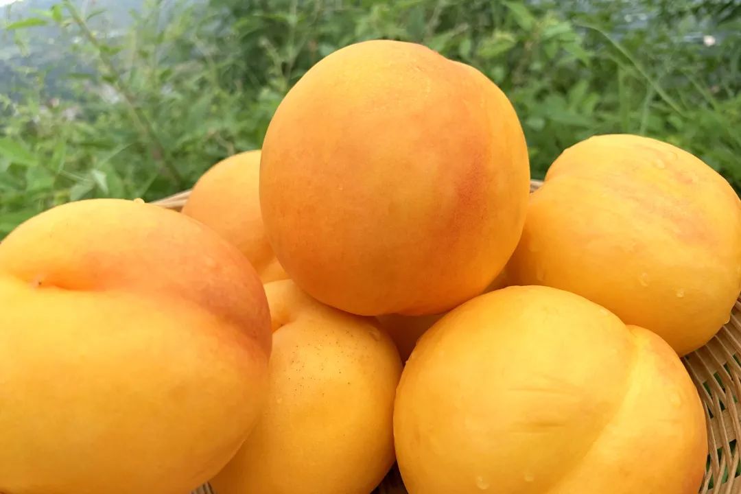 太香了！！山东满级大黄桃，夏天不可错过的“汁水炸弹”！比超市还便宜一半~