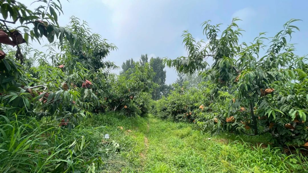 太香了！！山东满级大黄桃，夏天不可错过的“汁水炸弹”！比超市还便宜一半~