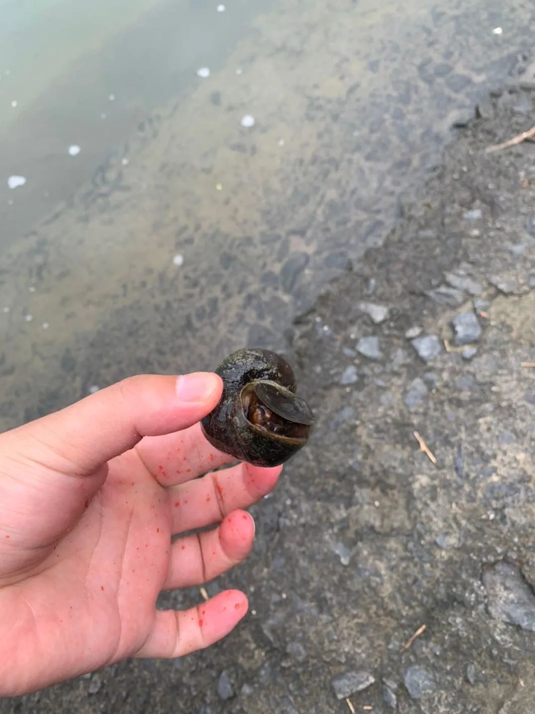 东莞大量爆发！千万别碰！严重可致死